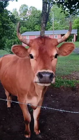My almost 2 yr old steer. Hes a mess.lol #farmlife #BuckyBoy #funny #jerseycow 