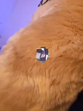 thx @♡~Mutt~♡ for the mursuit clips #fyp #edit #catsoftiktok #cats #cat #CapCut 