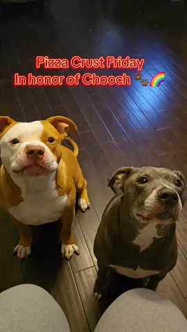 In honor of Chooch, Cheers to pizza crust Friday. R.I.H Chooch @Eddie thank you for sharing your bestfriend with us. ❤️ #pizzacrustfriday #fyp #dogs #dogsoftiktok 