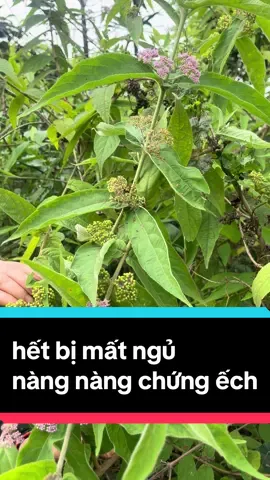 hết bị mất ngủ .ngủ không sâu giấc .ngủ thấp thỏm.dùng ngay cây nàng nàng chứng ếch#dthanhthaoduocnguoidao #matngu #thankinh #daudau #suckhoechomoinguoi #xuhuongtiktok #tucngu 