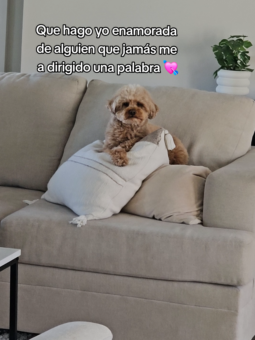 Solo las mamás de hijos de 4 patas entienden esa experiencia😍 #poodles #caniches #amorperruno#cutepuppy #mamaperruna#dogmom#perrijos#doglovers#puppies  #canhijos#amoamiperro 