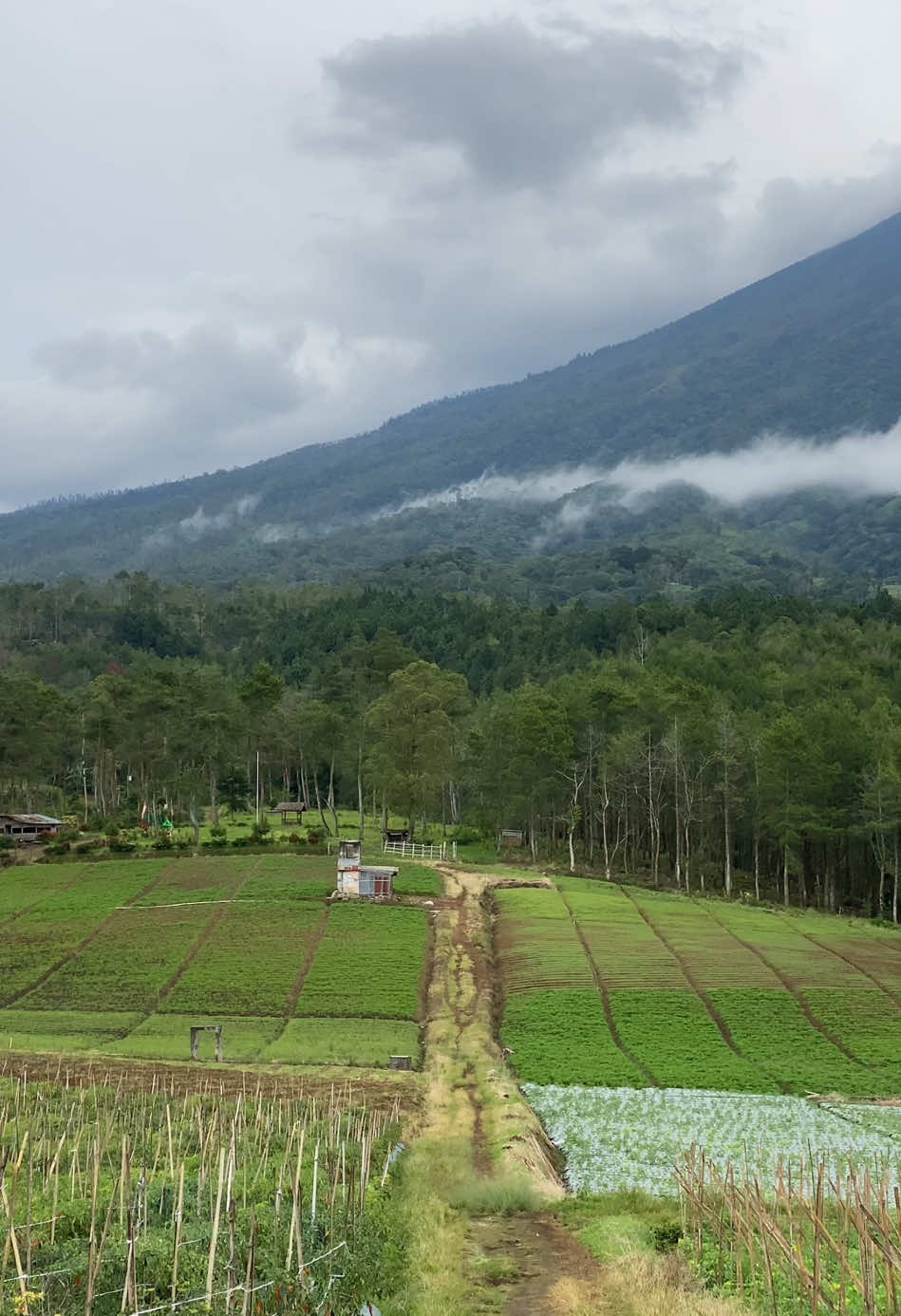 Batu foggy vibes #batu #kotabatu #kotabatumalang #batumalang #fyp #explorebatu #jawatimur #goodvibes #mountain #sky #foggy #malang #arjunowelirang 