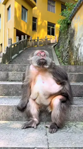 Her eyes are always so focused #monkey #monkey #xingxing #cute #lovely 