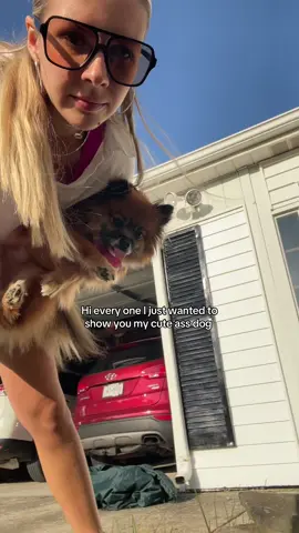 #pomeranian 