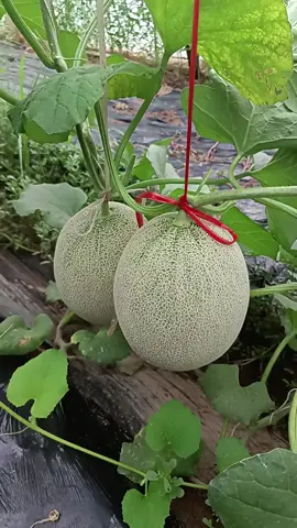 Melon adalah buah-buahan yang populer, memiliki rasa manis dan menyegarkan, serta kaya akan nutrisi. Buah ini termasuk dalam keluarga Cucurbitaceae, dan dikenal dengan berbagai jenis seperti cantaloupe, honeydew, dan Galia. Melon memiliki kulit yang tebal dan daging berair dengan rasa manis yang khas.  Melon kaya akan vitamin C, kalium, dan antioksidan yang membantu menjaga kesehatan tubuh. Kandungan seratnya membantu melancarkan pencernaan dan mencegah sembelit. Melon kaya air, sehingga bermanfaat untuk mencegah dehidrasi, terutama di daerah beriklim panas.  Kandungan beta-karoten dan vitamin A dalam melon membantu menjaga kesehatan mata. Melon mengandung vitamin K yang penting untuk kesehatan tulang.  Jenis-jenis Melon: 1. Cantaloupe: Melon dengan kulit bergaris-garis dan daging berwarna oranye.  2. Honeydew: Melon dengan kulit halus dan daging berwarna hijau.  3. Galia: Melon dengan kulit bergaris-garis dan daging berwarna putih kehijauan.  4. Golden Melon: Melon dengan kulit kuning dan daging buah berwarna oranye.  5. Melon Yubari: Melon Jepang yang terkenal dengan kualitas tinggi dan harganya yang mahal.