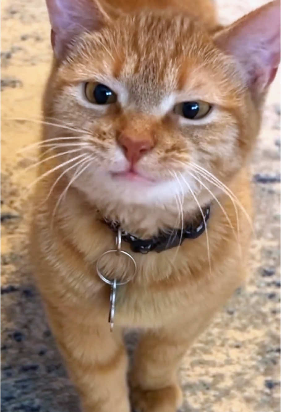 Special cats meow. #fyp #foryou #cat #cats #catsoftiktok