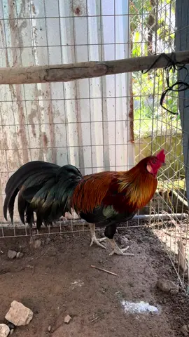 Xanh tơ 8tháng hàng nhà làm,ae xem vui 😊😊 #anhthợđiệncầnthơ #gànòi 