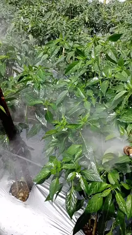 penyemprotan pestisida pada tanaman cabai