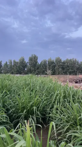 #محمد_المقحم  #تصويري📸 