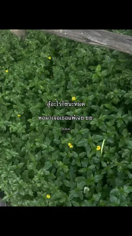 #อย่าปิดการมองเห็น #fyp #ฟีดดดシ #ไม่ฟีงอลครับ💥💢 #ยืมลงสตอรี่ได้ #เธรด #บรรยากาศชิวๆ #ฟีดเถอะขอร้อง #เธรดคนคลั่งรัก #เธรดจีบคนที่ชอบ 