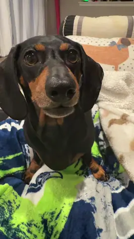 #henrythedacshund #foryoupage❤️❤️ 