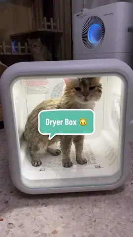 Dryer box kucing 🐱. Senang je korang nak keringkan bulu dengan pet dryer ni. Jebat steady tenang kalau tengah mengering 👏🏻  #petdryer #petdryerbox 