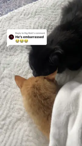 Replying to @Big Matt it’s okay lentil gave him kisses 