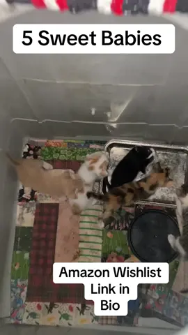 #kittensoftiktok #catsoftiktok #fyp 