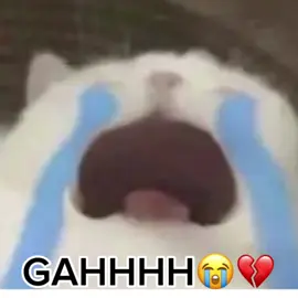 Mga anak ko I’m flopping💔💔#philippines #cat #fyp #cringe #fyp #fyp #memes #fyp #fyppppppppppppppppppppppp #fyppppppppppppppppppppppp #fyppppppppppppppppppppppp 