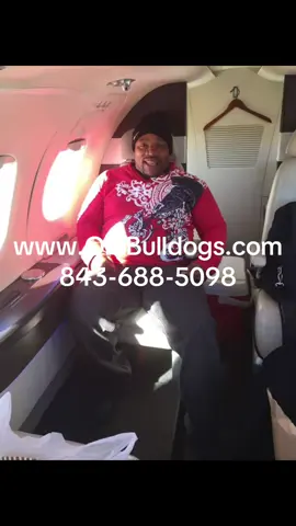 #onthisday #unitedstates #unitedkingdom #canada #netherlands #jamaica #australia #africa #china #brazil #russia #everyone #videoviral #pets #dogs #petlovers #DogTraining #doggrooming #boarding #dogman #businessman #dog #dogbusiness #englishbulldog #americanbully #frenchbulldog #americanpitbullterrier #americanstaffordshireterrier #staffordshirebullterrier #bullterrier #bullmastiff #frenchmastiff #canecorso #boerboel #bulldogs #bulldog #pit #pitbull #bluenosepitbull #englishmastiff #puppies #bulldogs #americanbulldogs #animal #animals #petbusiness #petservices