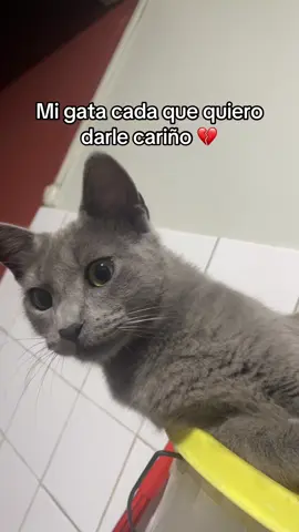 Por qué serás así 😞 #gatosdetiktok #flypシ 