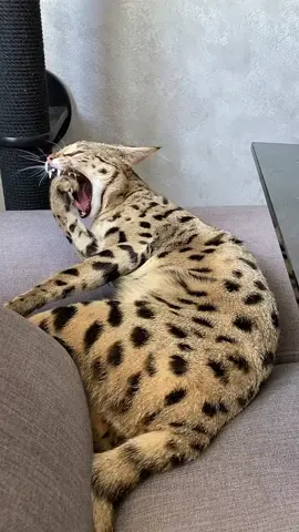 🐆😻#kitten #savannahf1 #richcatsss 