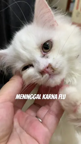 Flu bikin kucing mati ‼️  . . #obatflukucing #kucingflu #fyp #viral #bluetree @Olive Care Official Shop #olivecareofficial #obatflukucingampuh #olivecareofficial 