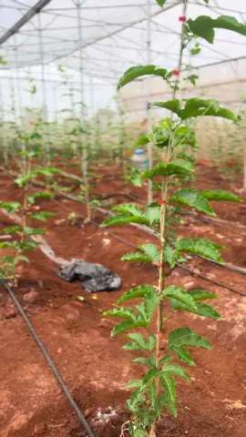 Giới Thiệu Mô Hình Tưới Chanh Dây 