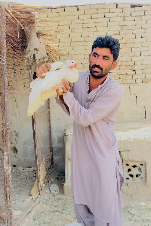 Aaj Surprise Bird Gift Mila #bird #birdlovers #gift #pets #gabbarpethouse @Rehman Ch Vlogs 