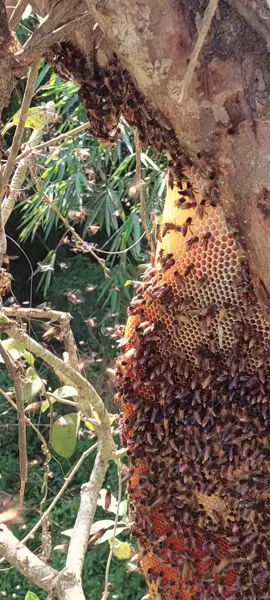 MULAI ADA PERGERAKAN BOLO🫡🫡#maduhutan#madu#panenmadu#apisdorsata#tawongung#odeng#maduasli#lebahmadu#fyppppppppppppppppppppppp#fypageシ#4u#foryou#maduliar#maduliarmgl#diyonomaduasli#magelang24jam 