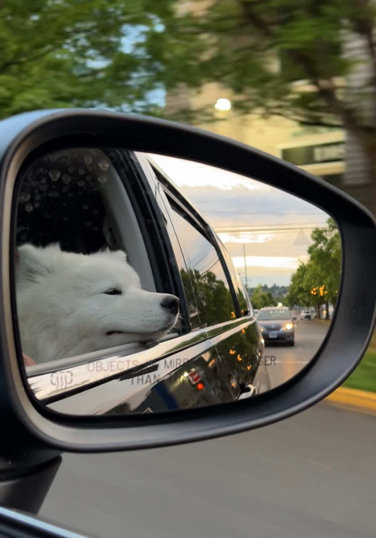 Living her best dinkwad life. #samoyed #thewholepoint #cutedog 