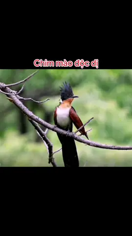 Chim chào mào gì vậy anh em ai biết không 