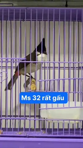 Lh. 902/715/891. #chaomao #chaomaoboivip #chaomaoboibaydau #chaomaoboibaydau #traichimteovan 