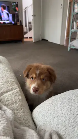 Woof #australianshepherd #bordercollie 