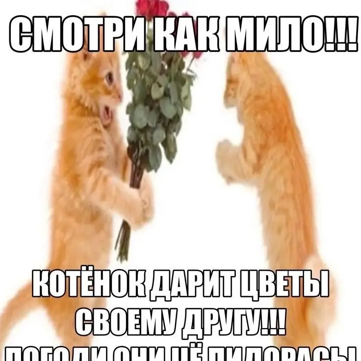 #котята #рыжикотики #рыжиекотята #букетцветов #пятыйхештег🤓 #романтика #погодиче