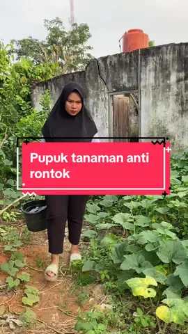 Calsinut - Pupuk Anti Jamur dan anti rontok buah #pupuktanaman #pupukanorganik #calsinutbisatani #calsinut  #pupukcabe 