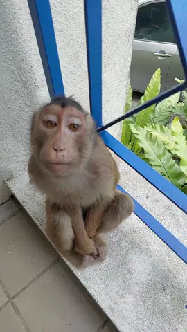 #monkey #animal #viralvideo #tiktok #🐒❤️❤️❤️ 