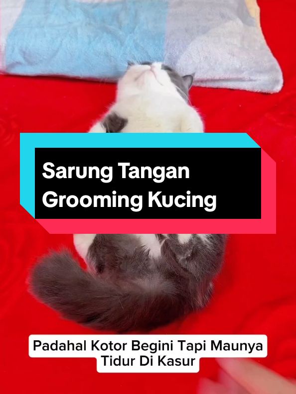 Sarung Tangan Grooming #tisubasahanabul #tisubasahkucing #sarungtangangrooming #sarungtangangroomingkucing 