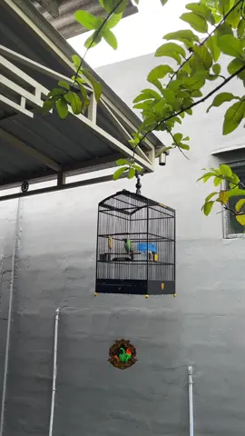 mesin tempur sudah on kembali🔥🔥#cucakijomania #cucakijoindonesia #jamtrokmania #kicaumania #hendrosarisf 