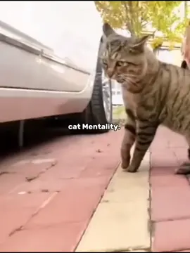 cat Mentality  #cat #kucing #fyp #fypage #xbcyza #lewatberanda #lucu #ngakak 