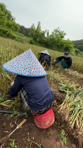 Mùa tỏi tới làm mới có 3 ngày thôi mà tay ko cầm nổi đũa rùi 😂