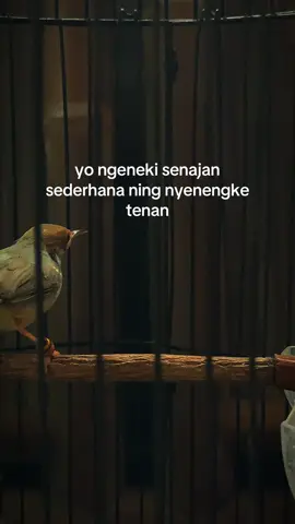 😊🤗#prenjak #prenjakmania #prenjakmaniaindonesia #prenjakgacor #prenjakkepalamerah #hobiburung #kicaumania #kicaumanianusantara 