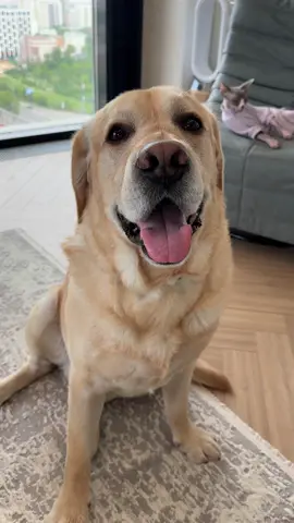 Ну есть же польза от лабрадора😁 #labr_deni