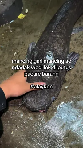 Ora” mass🥵 #fyp #galatamalele #rilislelemalang #mancingmania #4u #masukberanda #malanghits #viral 