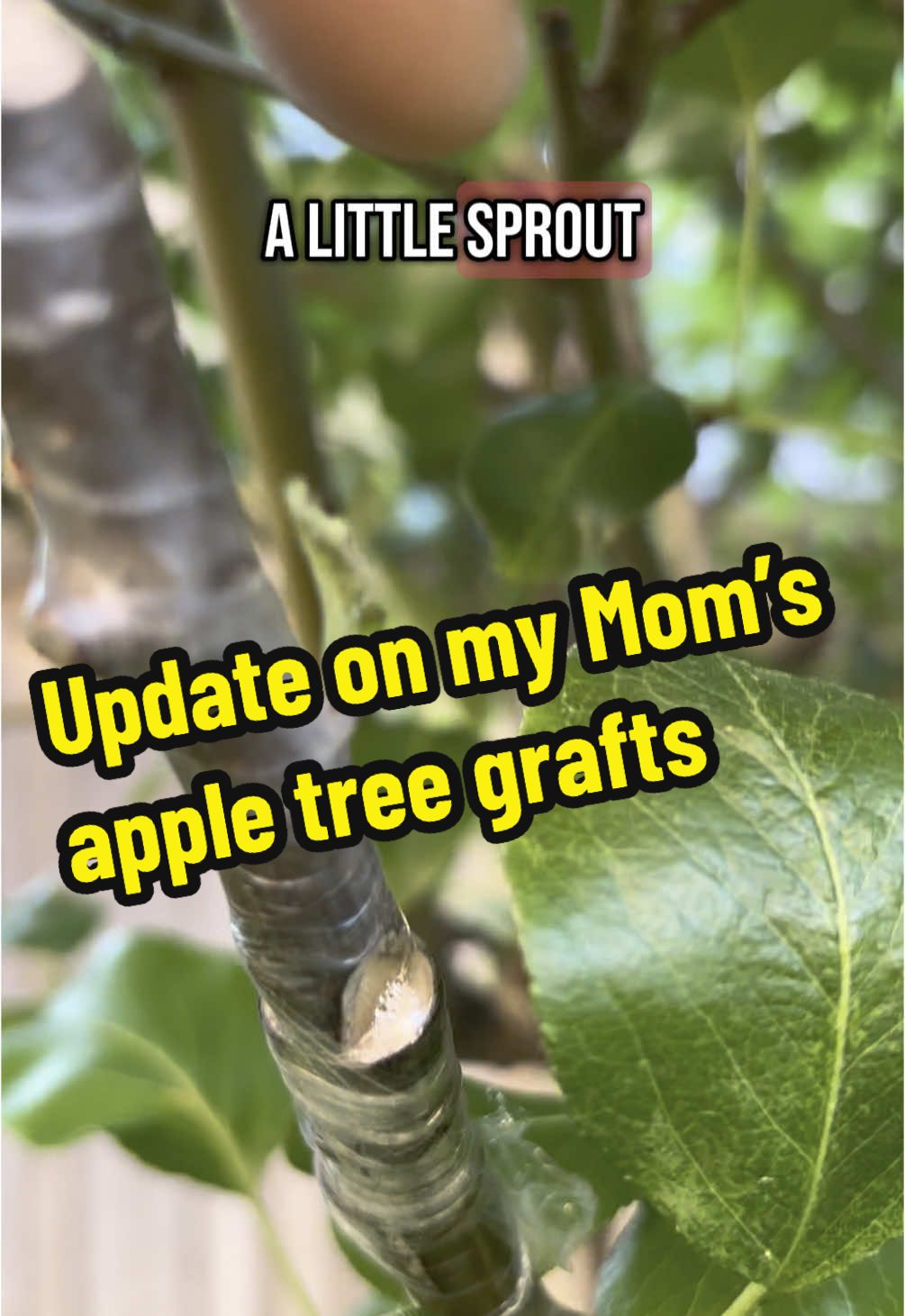 Updates on moms Apple/pear tree graft #grafting #graftingtechniques #fruittrees #appletree #canada #mississauga #andrethefarmer #foryoupage #fyp  @andrethefarmer 