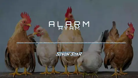 Alarm Ayam #alarm #ayam #alarmpagi #alarmclock 