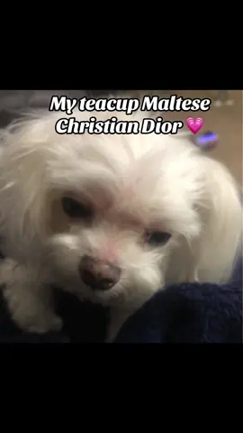 #fyp #teacup #maltese 