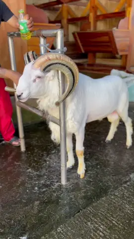 #fyppppppppppppppppppppppp ##fypシ゚ #fypシ゚ @DTC&SANGKANHURIP well ha🔥🔥💥✨✨✨✨☄️✨🌟 