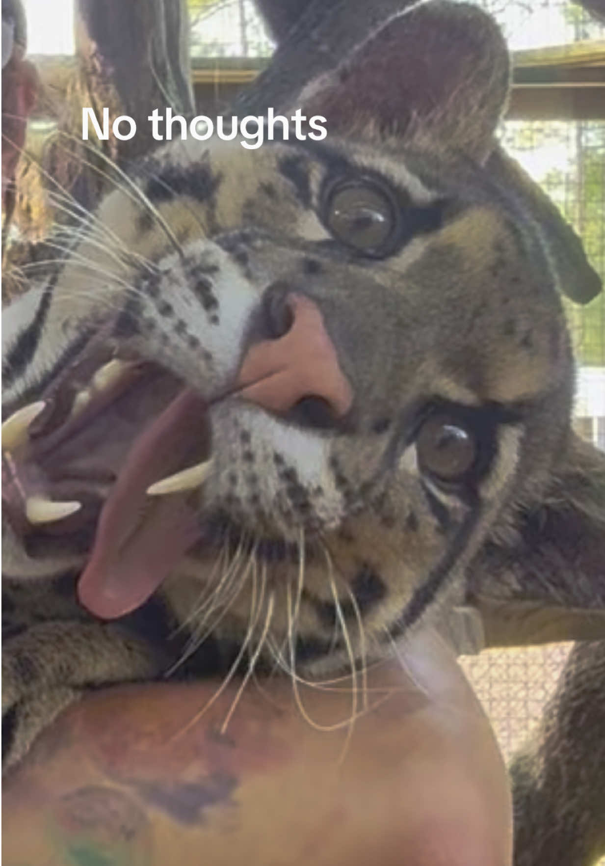 The derpiest cloudie award goes to mave 😂#xtremeexoticswildlifefoundation #zookeeper #xtremeexotics #animalhumanbond #zoolife #cuteanimals #conservation #zootok #Love #ProtectWildlife #zookeeperlife #sweetpeasumiandmaverick #sweetpeaandsumi #cloudedleopard 