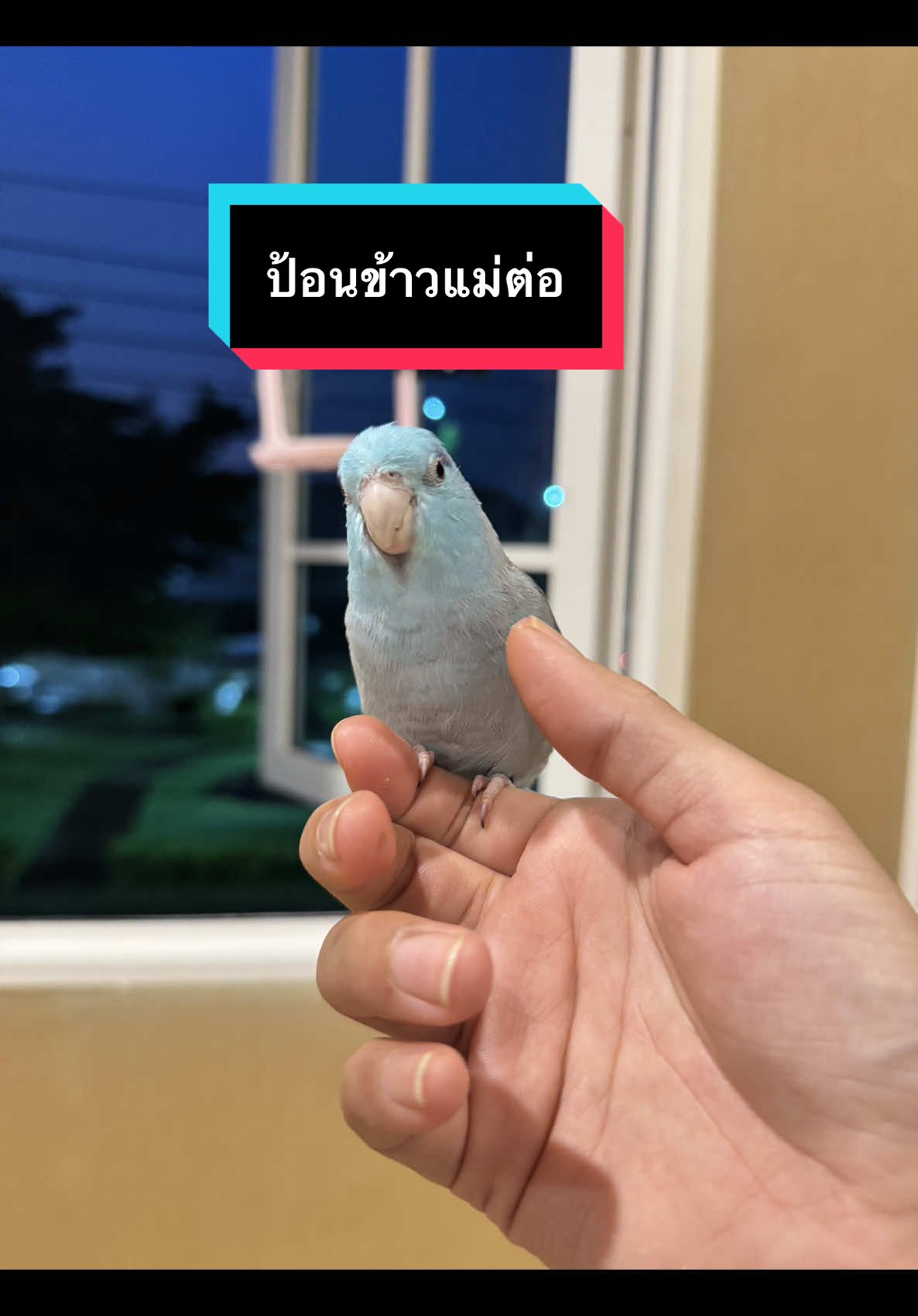 แค่นี้ก็หลงรักไม่ไหวแล้วครับลูก🐥🩵🙎🏻‍♀️❤️💋 . . . #ต#ต้าวเฟอร์บี้เ#เฟอร์บี้ลูกแม่มิวส์น#นกเฟอร์บี้f#forpusฟ#ฟอพัสไทยแลนด์