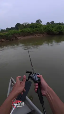 Setup:- Reel: SLX DC XT 71HG Rod: RENTAKA ADIKARA 1 Line: Sufix832 30LB Leader: yo-zuri 30Lb Snap: Bombada #rentakarod #sebarauhunter #sebarau #hampala #sungaiperak #adikararentaka #rentakablackheart 