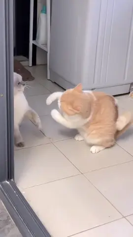 #CuteCats #CatVideos #FelineFriends #CatMoments #AdoptDontShop #CatStagram #MeowMagic 