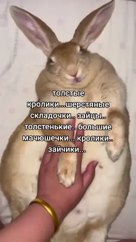 зайцы. #беббе #зайцы #кролики #толстыекролики #толстыезайцы #яфанаткамаксимакавайфембоя 