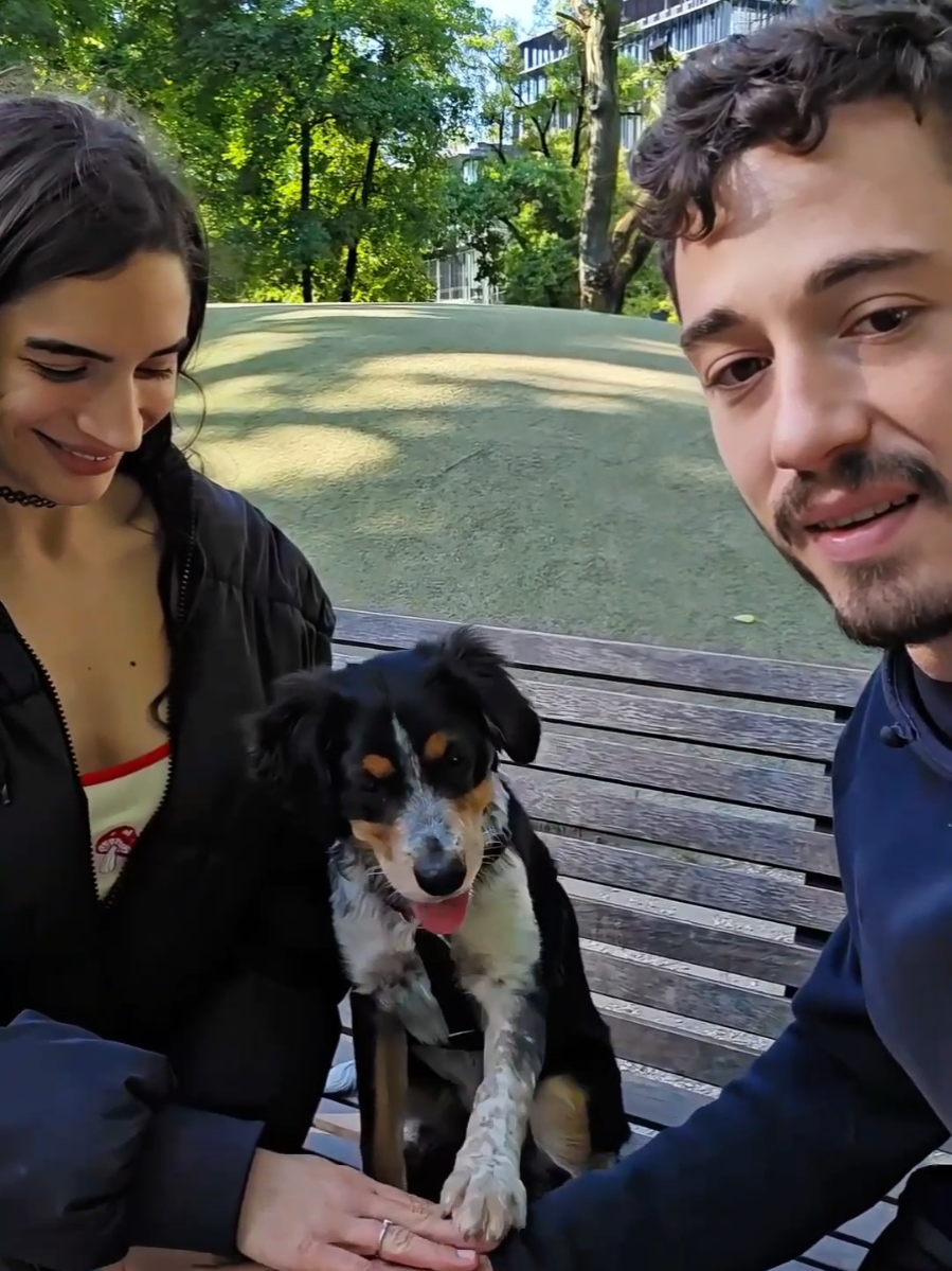 Teams 🐾 @Alex Romero 😍❤️‍🔥 #dogsoftiktok #bergeraustralien X #bergerallemand #puppylove #viral #reels #foryoupage❤️❤️ #explorepage✨ 